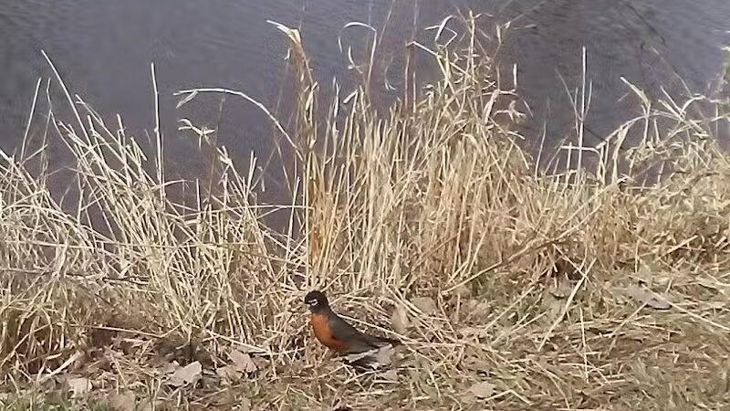 Pony Creek Park - Fremont, WI