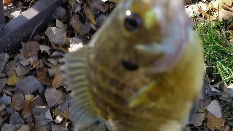 Pony Creek Park - Fremont, WI