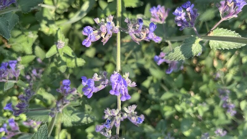 Cunningham Park Picnic Area - Fresh Meadows, NY