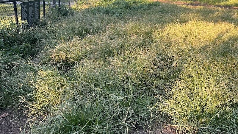 Cunningham Park Dog Run - Fresh Meadows, NY