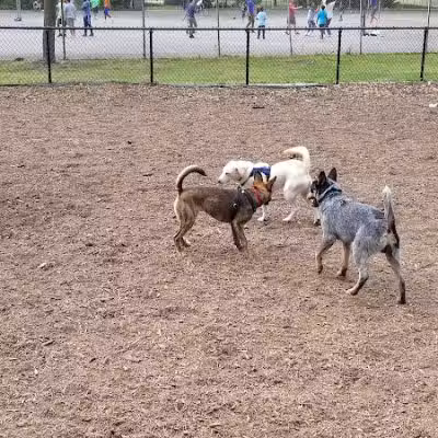 Cunningham Park Dog Run - Fresh Meadows, NY