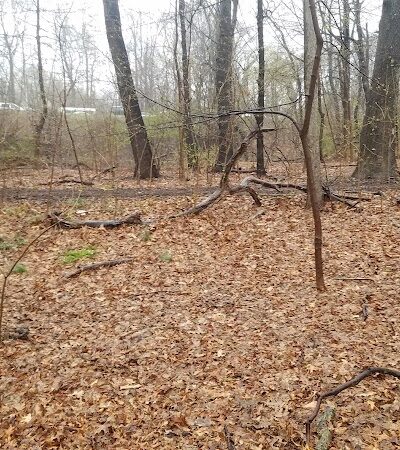 Cunningham Park Dog Run - Fresh Meadows, NY