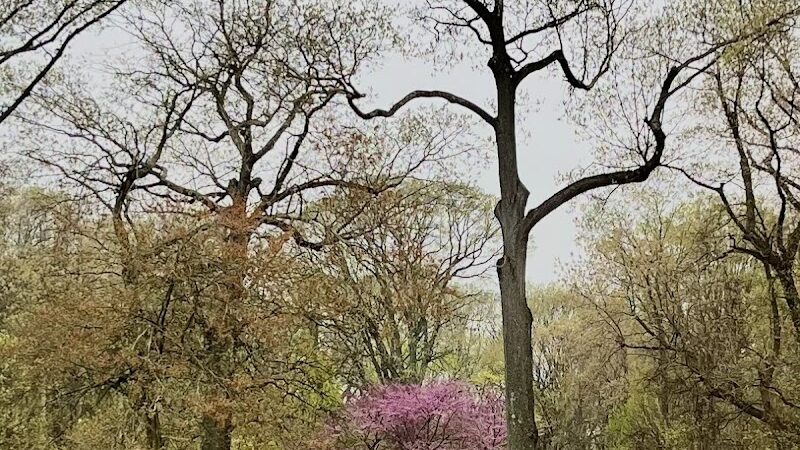 Cunningham Park Dog Run - Fresh Meadows, NY