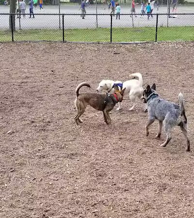 Cunningham Park Dog Run - Fresh Meadows, NY