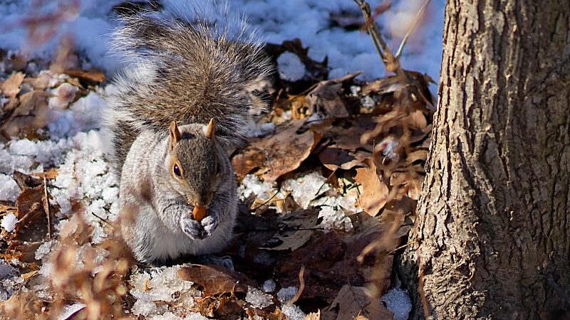 Kissena Park - Fresh Meadows, NY