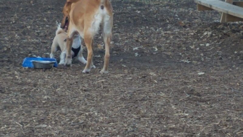 Locke County Dog Park - Fridley, MN