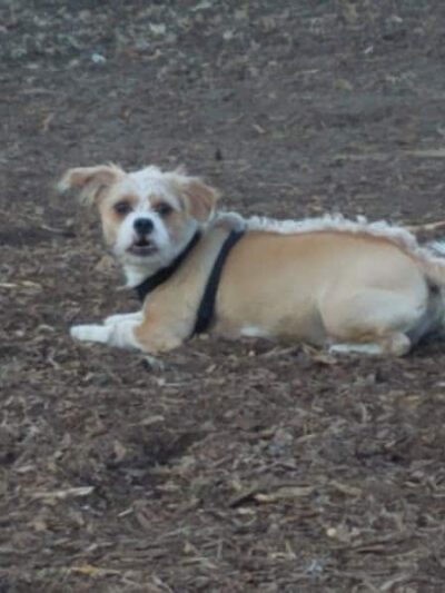 Locke County Dog Park - Fridley, MN
