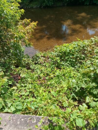 Island Park - Friendship, NY