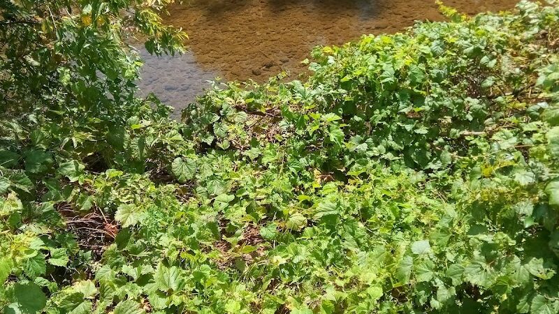 Island Park - Friendship, NY