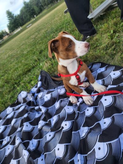 Parris N. Glendening Recreation Complex - Frostburg, MD