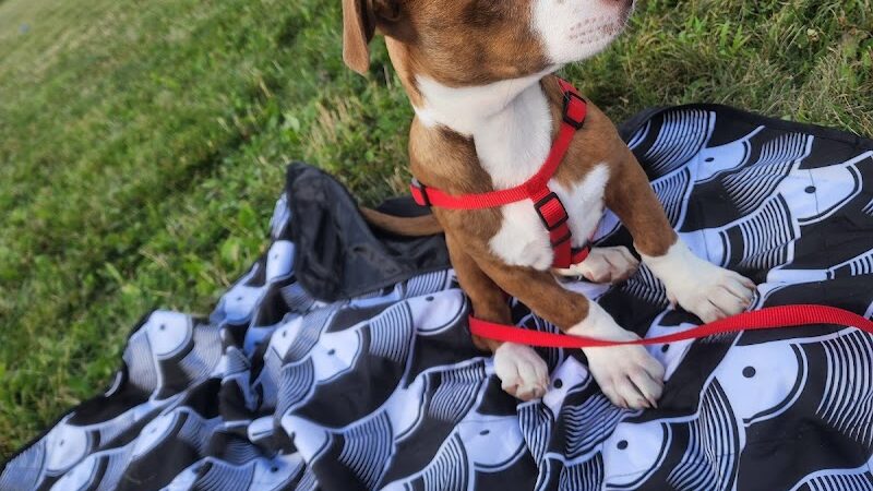 Parris N. Glendening Recreation Complex - Frostburg, MD