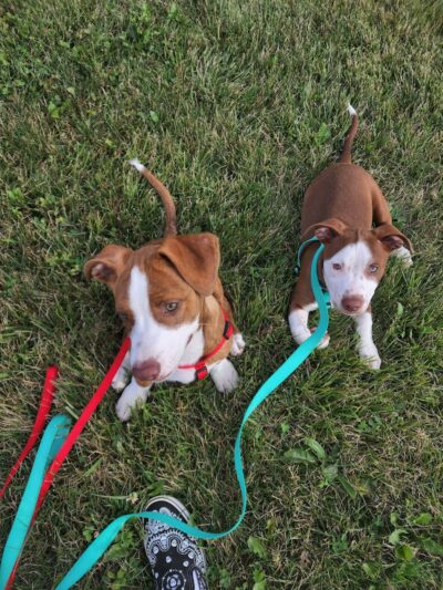 Parris N. Glendening Recreation Complex - Frostburg, MD