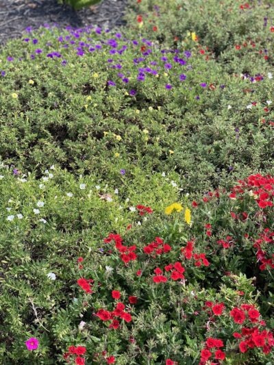 Jolly Park - Gaffney, SC