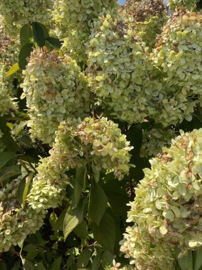 Jolly Park - Gaffney, SC