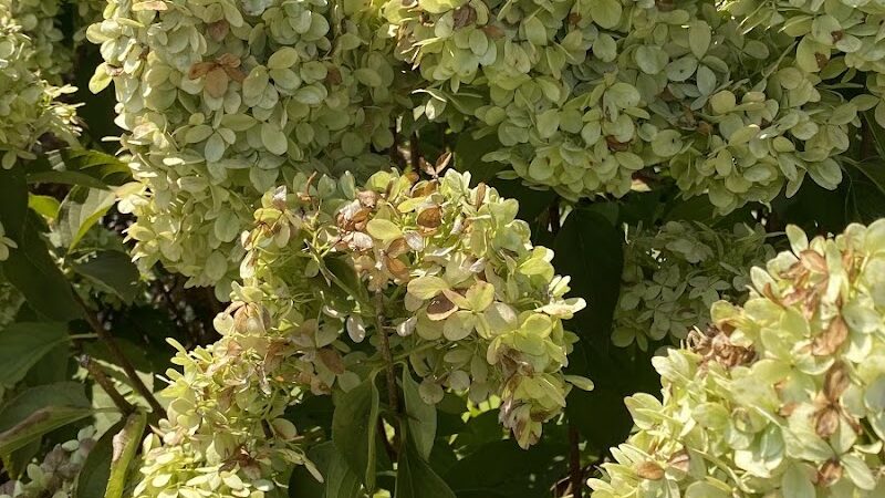 Jolly Park - Gaffney, SC