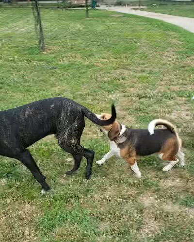 Pizzurro Park - Gahanna, OH