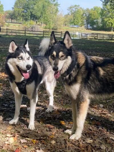 The Dog Depot at Heritage Park - Gainesville, TX