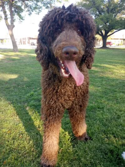 The Dog Depot at Heritage Park - Gainesville, TX