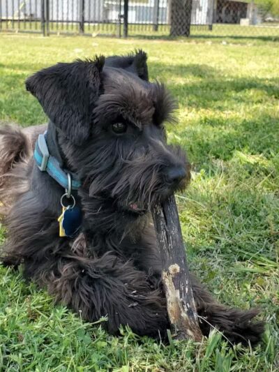 The Dog Depot at Heritage Park - Gainesville, TX