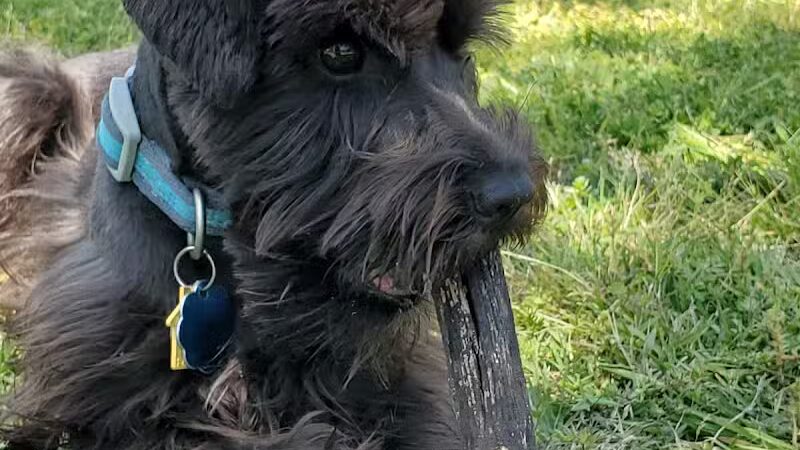 The Dog Depot at Heritage Park - Gainesville, TX