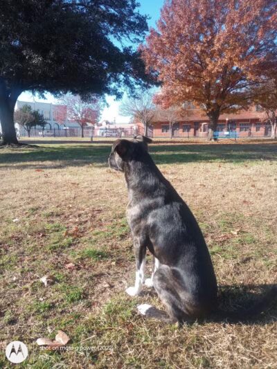 The Dog Depot at Heritage Park - Gainesville, TX