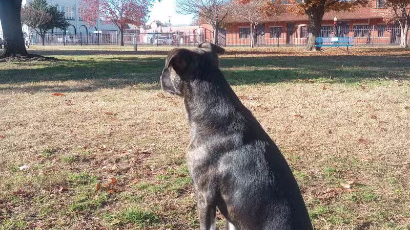 The Dog Depot at Heritage Park - Gainesville, TX