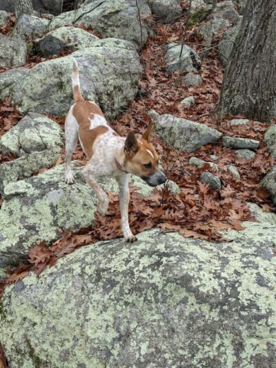 Ledyard Glacial Park - Parking Lot - Gales Ferry, CT