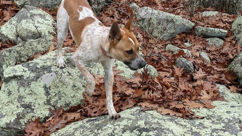 Ledyard Glacial Park - Parking Lot - Gales Ferry, CT