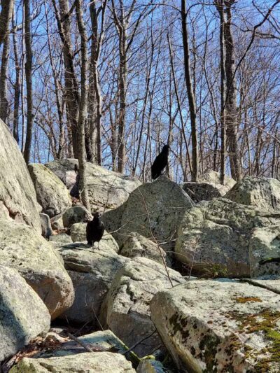 Ledyard Glacial Park - Parking Lot - Gales Ferry, CT