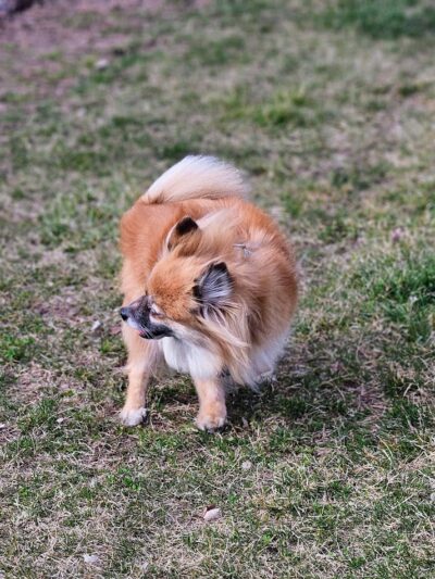Project Dog Park - Connie Nott Canine Area - Galesburg, IL
