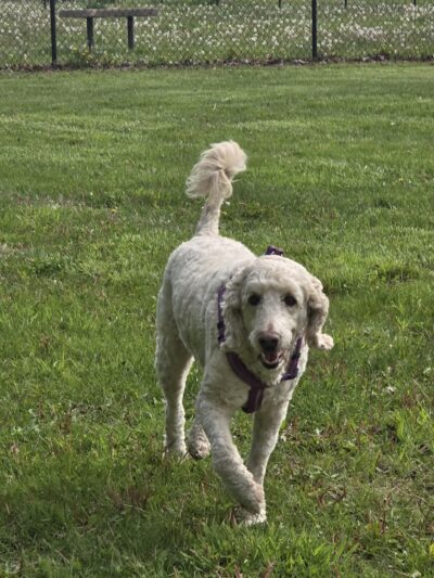 Project Dog Park - Connie Nott Canine Area - Galesburg, IL