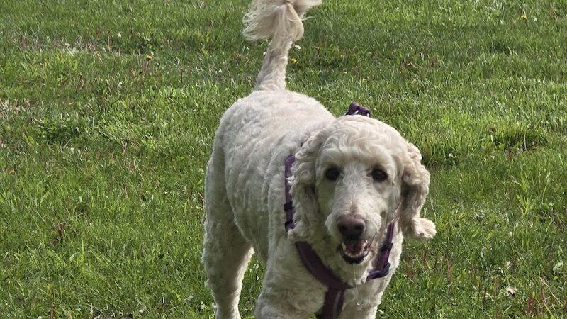 Project Dog Park - Connie Nott Canine Area - Galesburg, IL