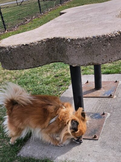 Project Dog Park - Connie Nott Canine Area - Galesburg, IL