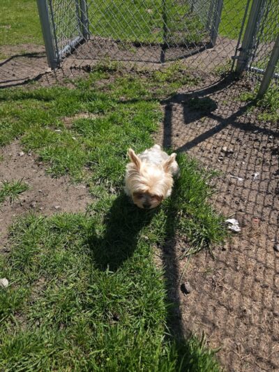 Dog Park at Love's Travel Stops - Gary, IN