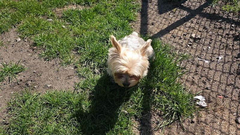 Dog Park at Love's Travel Stops - Gary, IN