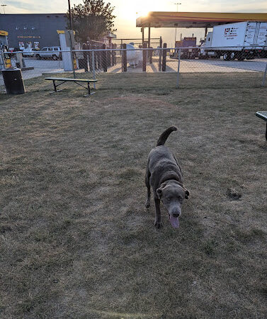 Dog Park at Love's Travel Stops - Gary, IN