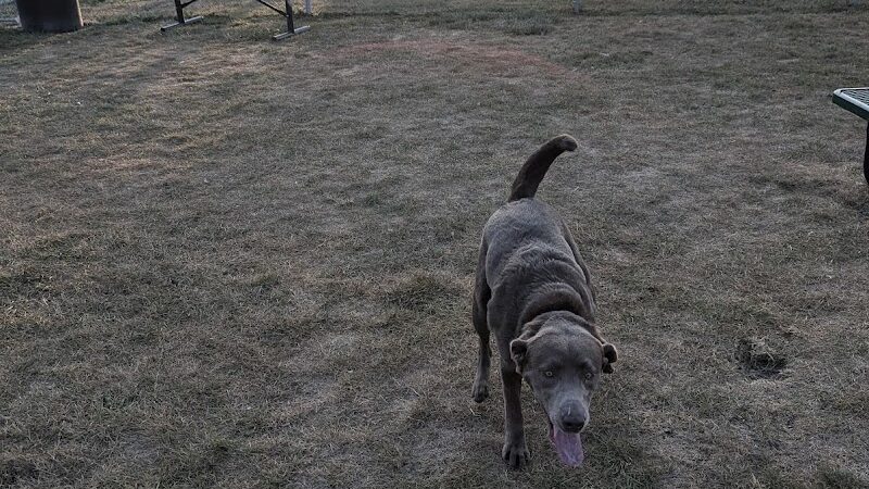 Dog Park at Love's Travel Stops - Gary, IN