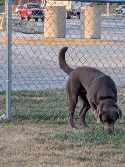Dog Park at Love's Travel Stops - Gary, IN