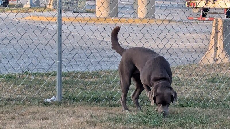 Dog Park at Love's Travel Stops - Gary, IN