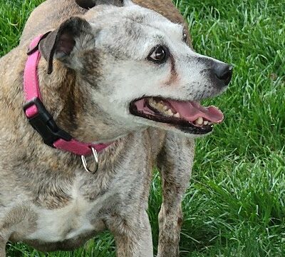 Bradley Station Dog Park