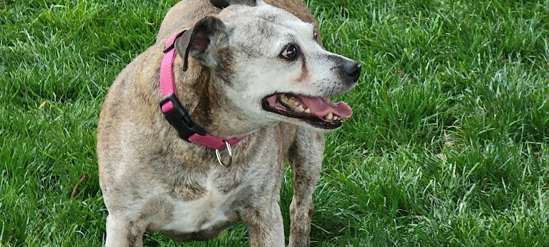 Bradley Station Dog Park