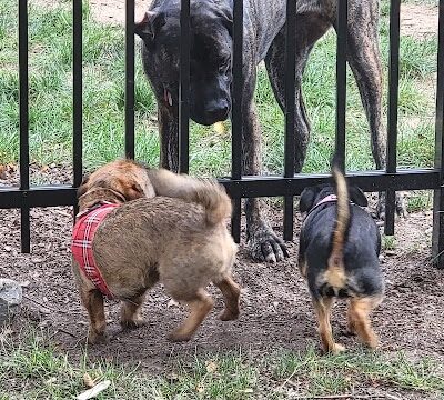Bradley Station Dog Park
