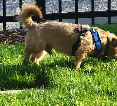 Bradley Station Dog Park