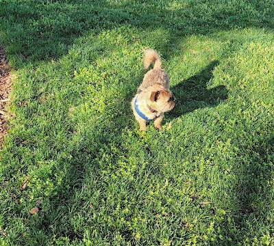 Bradley Station Dog Park