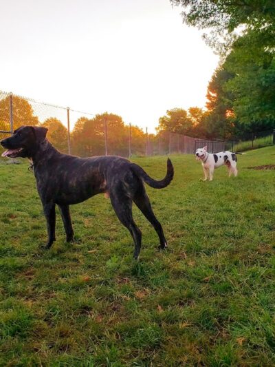 Bradley Station Dog Park