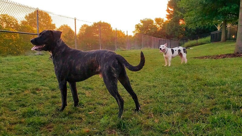 Bradley Station Dog Park