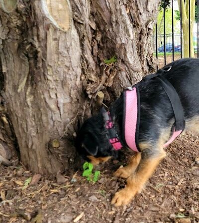 Bradley Station Dog Park