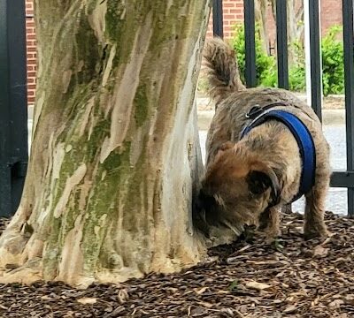 Bradley Station Dog Park