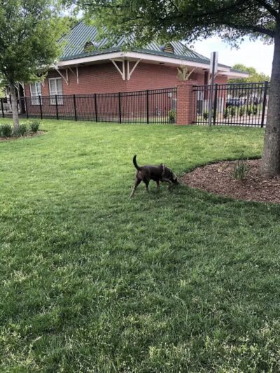 Bradley Station Dog Park