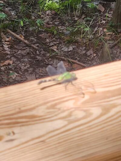 Merchants Millpond State Park - Gatesville, NC